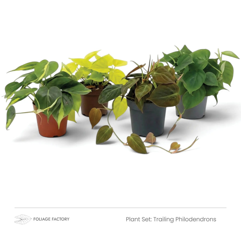 Four trailing Philodendrons with green, chartreuse and coppery leaves, front view