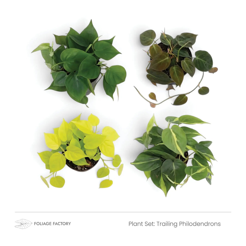Four trailing Philodendrons with green, chartreuse and coppery leaves, overhead view