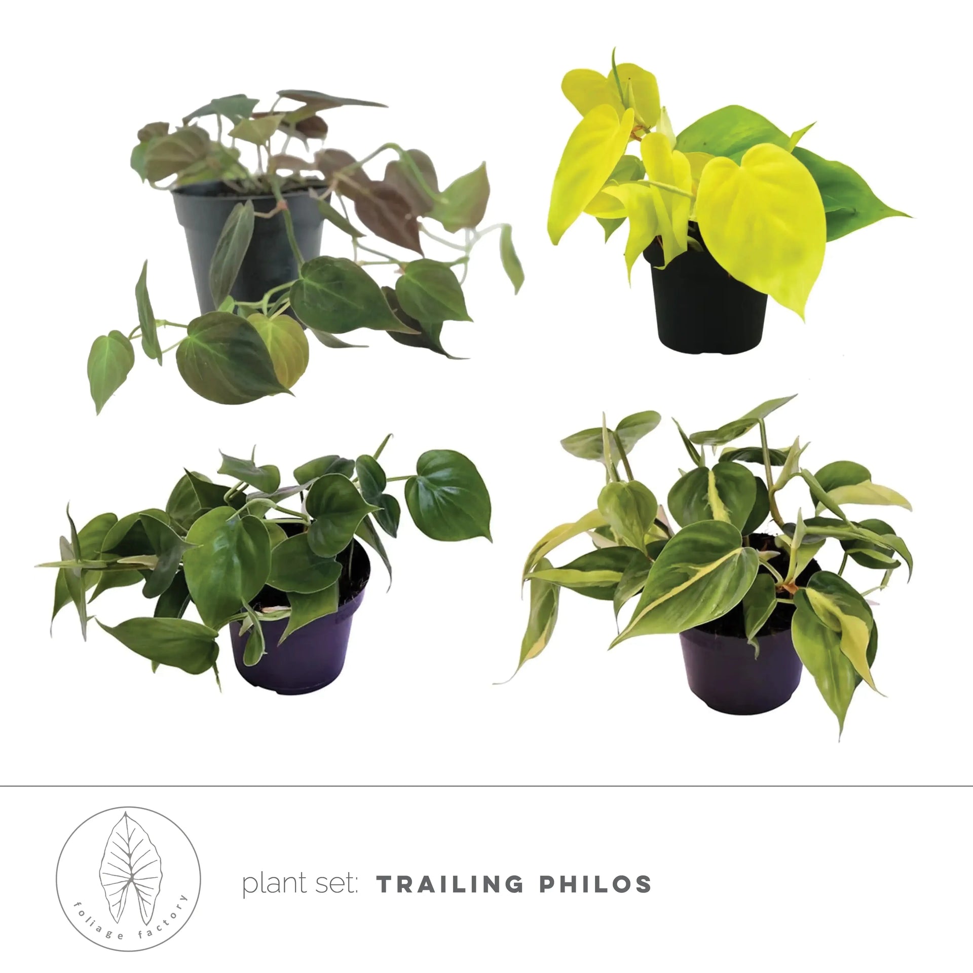 Trailing Philodendrons Pflanzenset – 4 hängende Philodendron-Formen