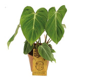 plant set: Velvet Foliage potted plant in nursery pot on white background.