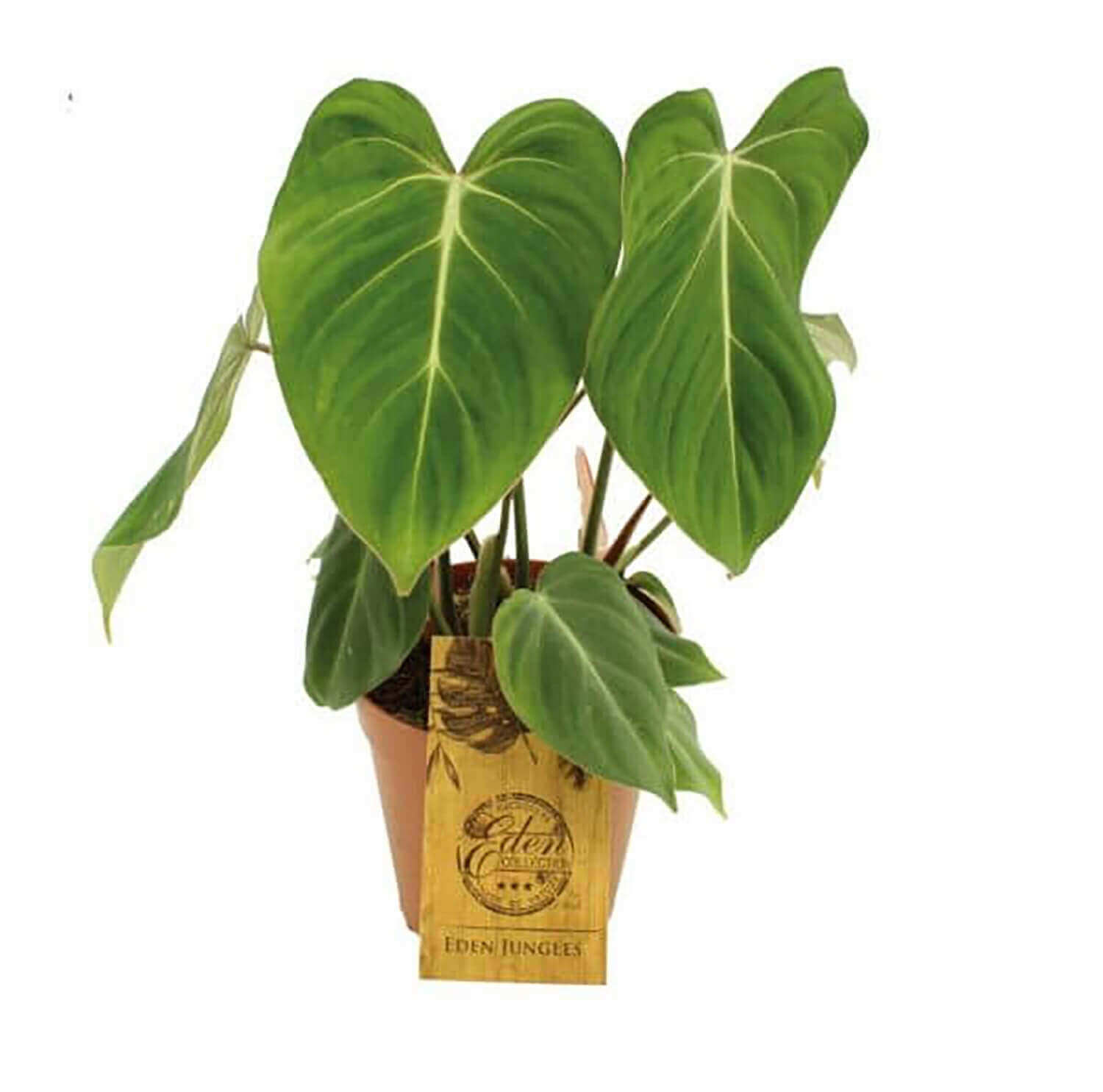 plant set: Velvet Foliage potted plant in nursery pot on white background.