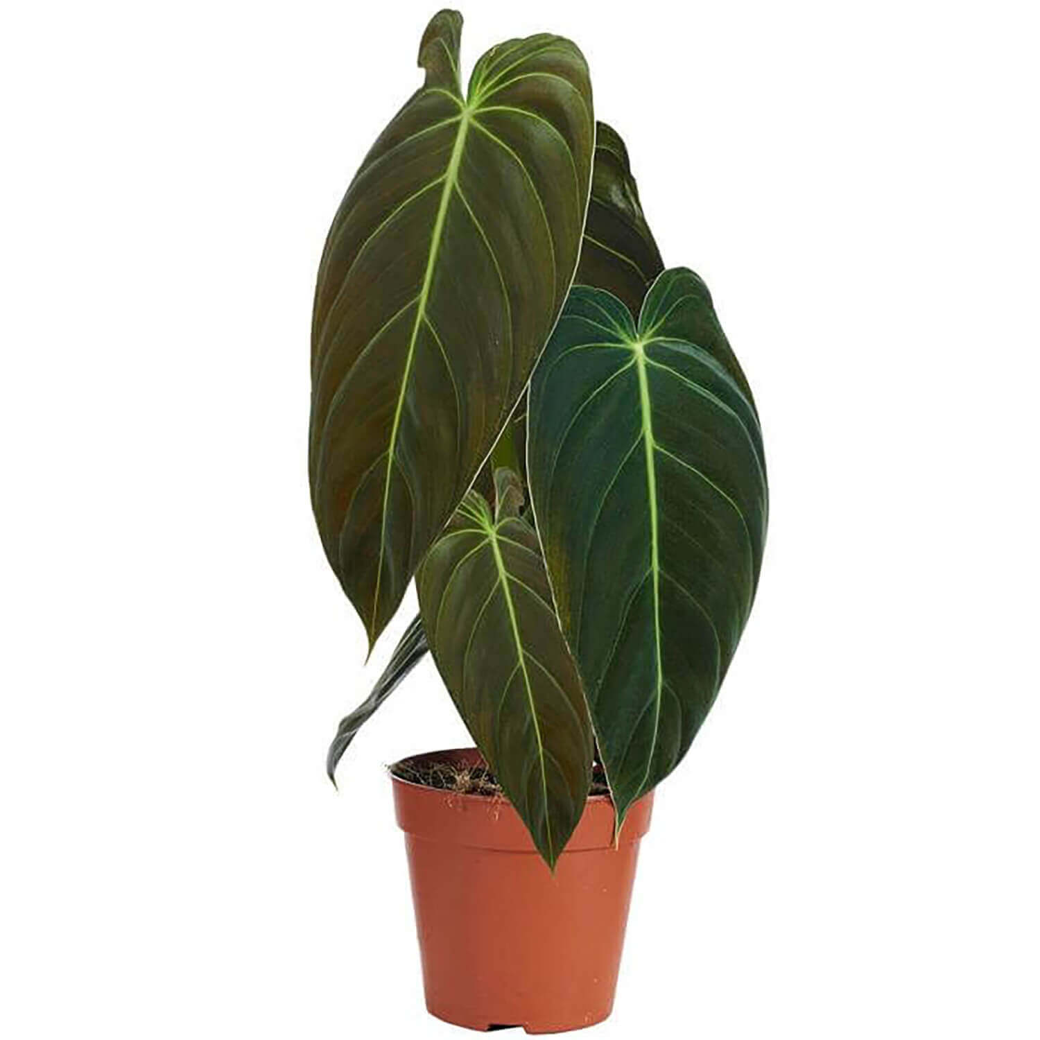 plant set: Velvet Foliage potted plant in nursery pot on white background.