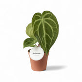 Pflanzenset : Velvety Anthuriums Zimmerpflanze im Anzuchttopf vor weißem Hintergrund, Produktfoto 3.
