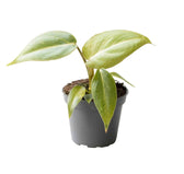 plant set: Velvety Babies on white background.