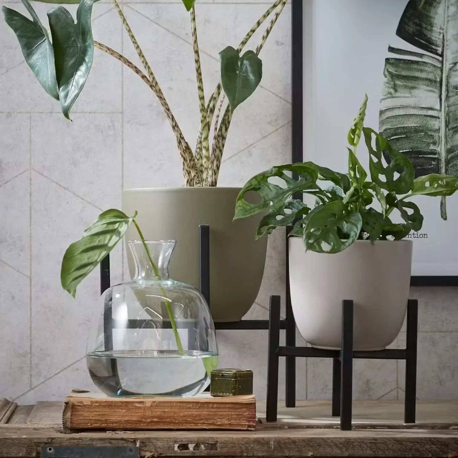 Plant stand 'Ascot' on white background.