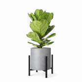 Plant stand 'Ascot' on white background.