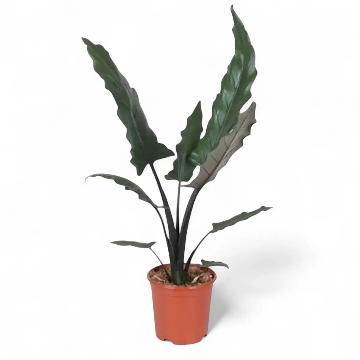plant Set: The Dramatic Alocasia Trio potted houseplant in nursery pot on white background, product photo 3.