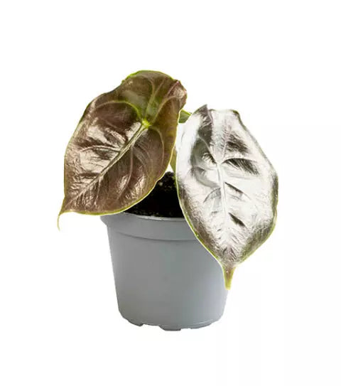 Pflanzenset : Alocasia Kindergarten vor weißem Hintergrund, Produktfoto 5.