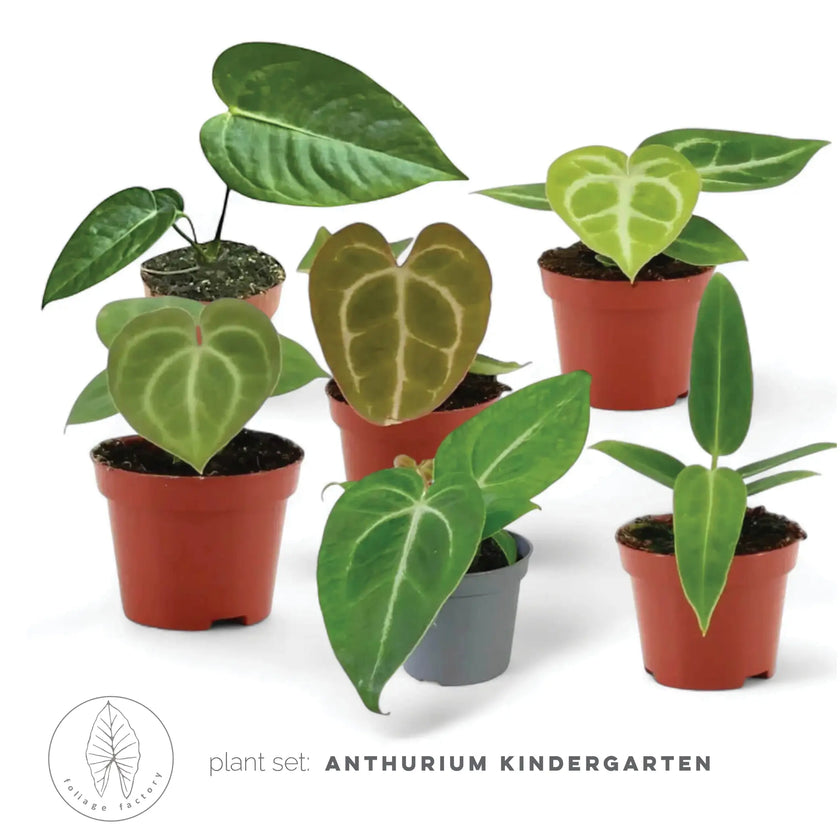 plant set: Anthurium Kindergarten leaf close-up on white background.