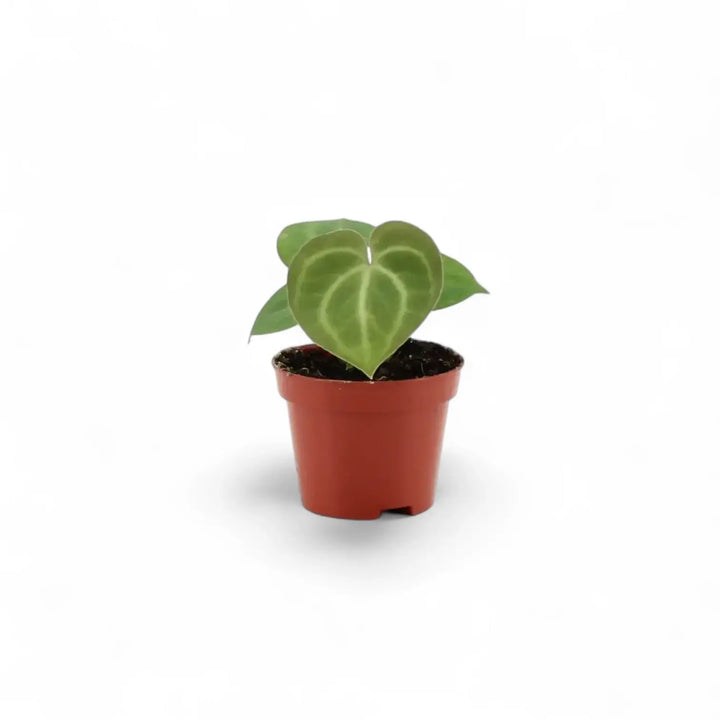 plant set: Anthurium Kindergarten potted houseplant in nursery pot on white background, product photo 7.