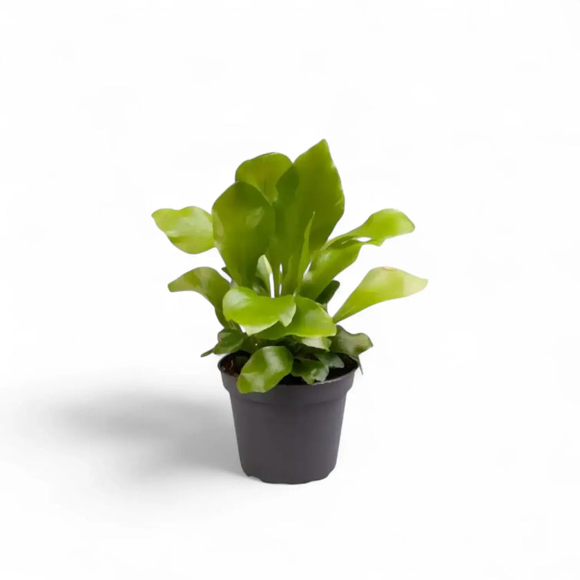 plant set: Fern Kindergarten potted houseplant in nursery pot on white background, product photo 2.