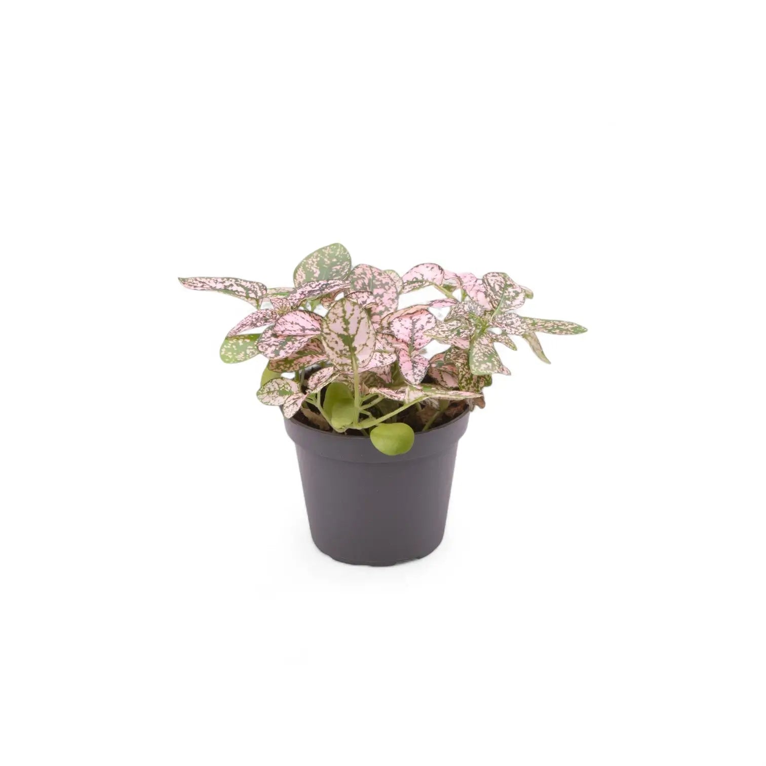 Pflanzenset : Hypoestes Kindergarten Zimmerpflanze im Anzuchttopf vor weißem Hintergrund, Produktfoto 4.