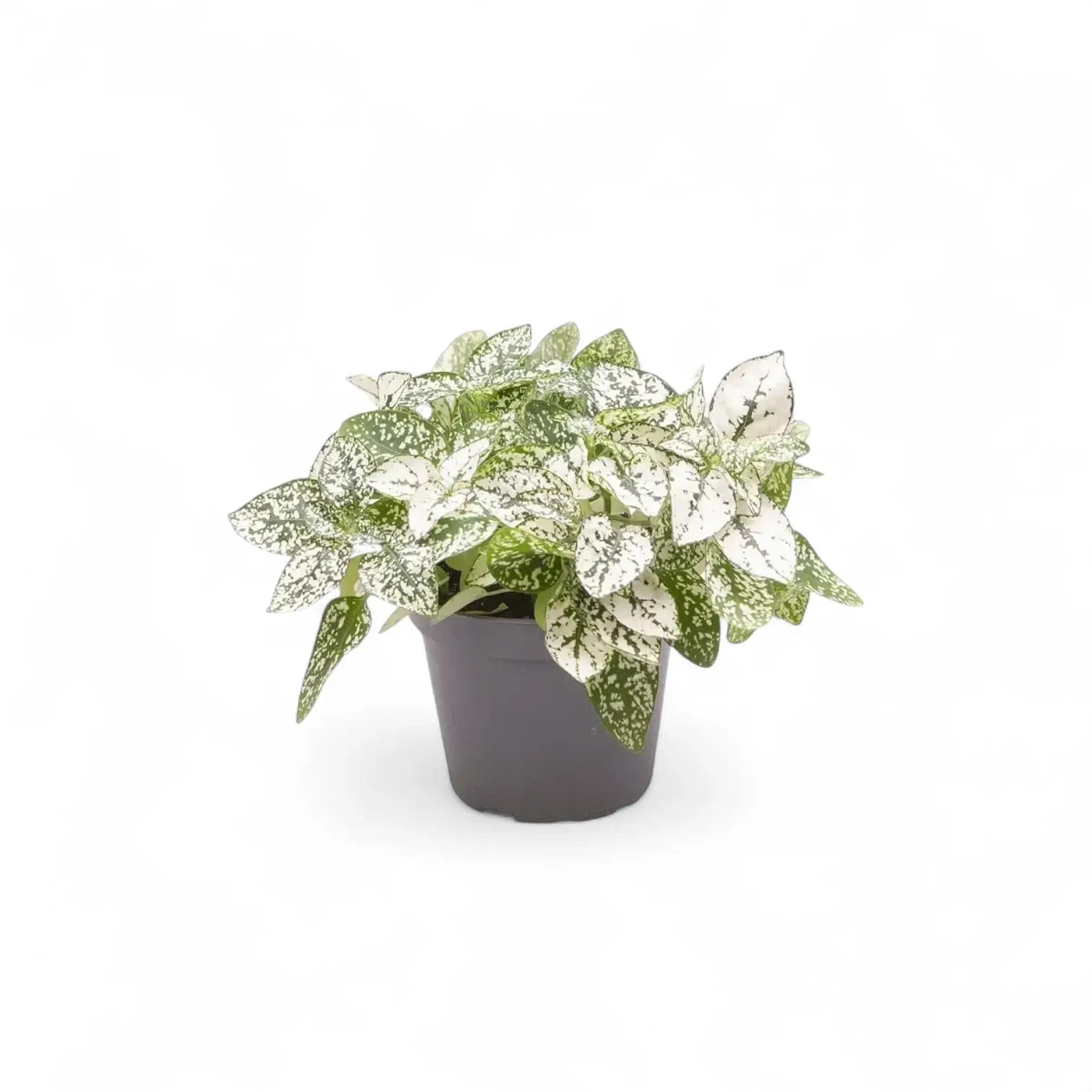 Pflanzenset : Hypoestes Kindergarten Zimmerpflanze im Anzuchttopf vor weißem Hintergrund, Produktfoto 5.