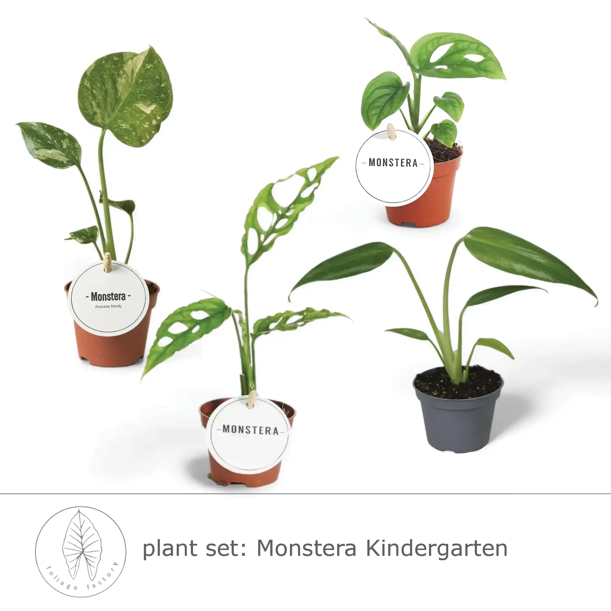 plant set: Monstera Kindergarten leaf close-up on white background.