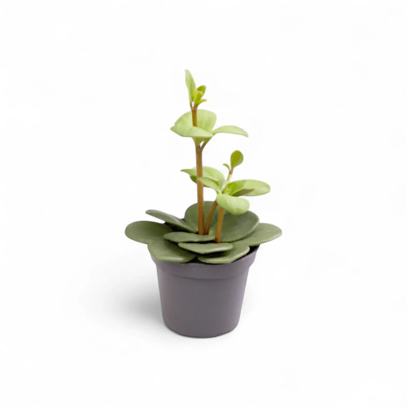 plant set: Peperomia Kindergarten potted houseplant in nursery pot on white background, product photo 2.