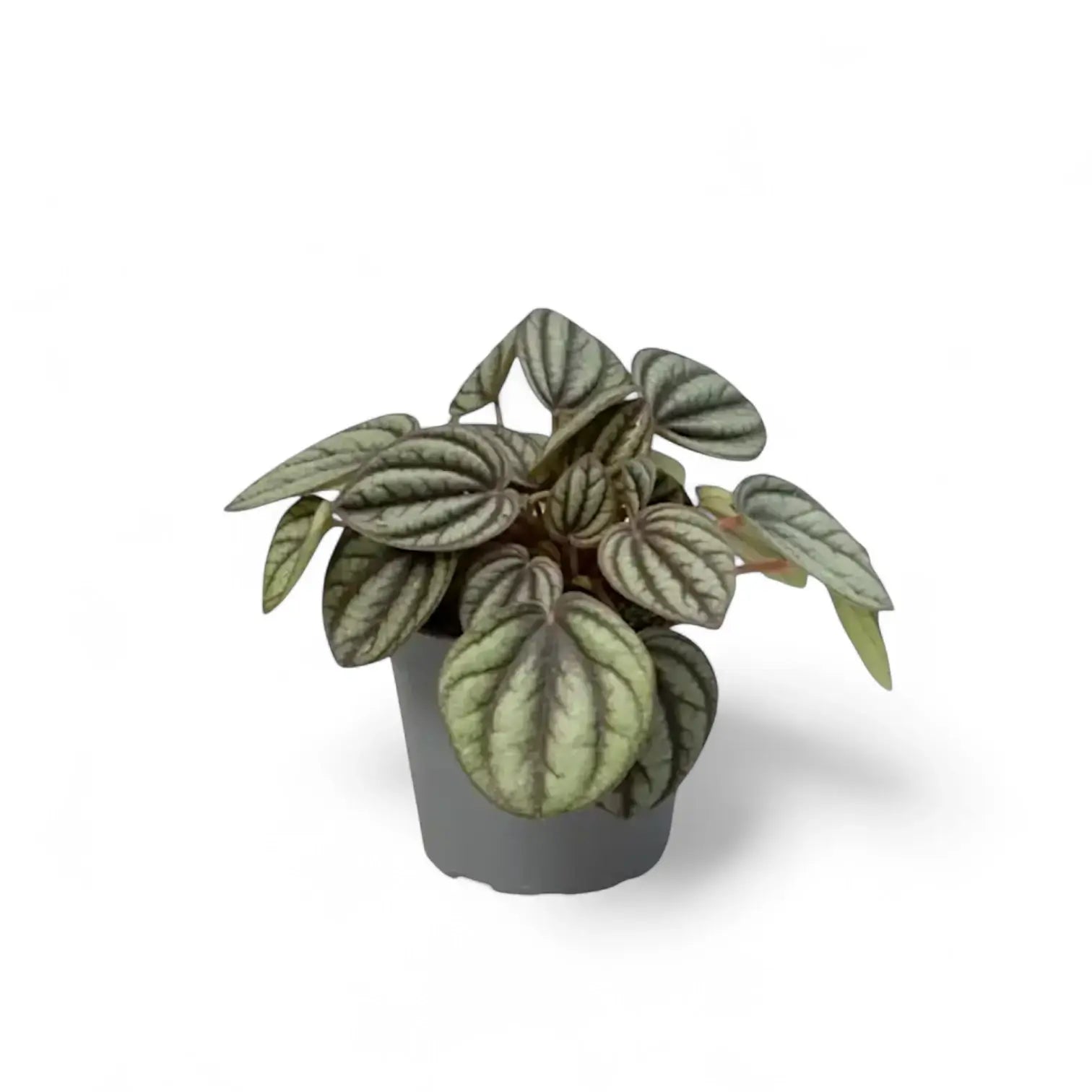 plant set: Peperomia Kindergarten potted houseplant in nursery pot on white background, product photo 5.