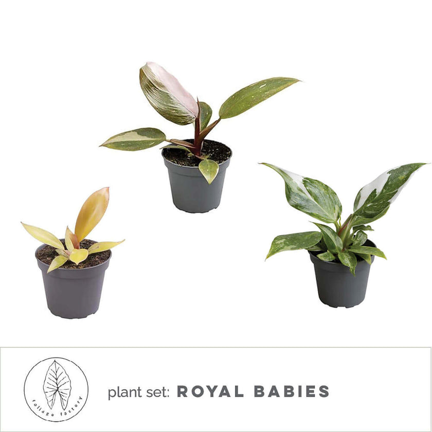 plant set: Royal Babies main product photo on white background.