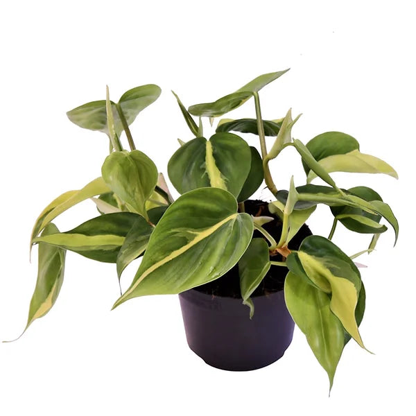 plant set: Trailing Philos potted houseplant in nursery pot on white background, product photo 4.