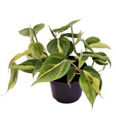 plant set: Trailing Philos potted houseplant in nursery pot on white background, product photo 4.