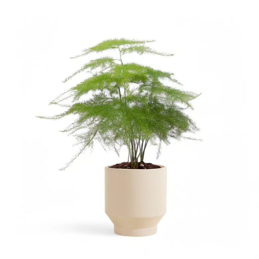Planter 'Pato' on white background.