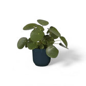 Planter 'vibes fold round' on white background.