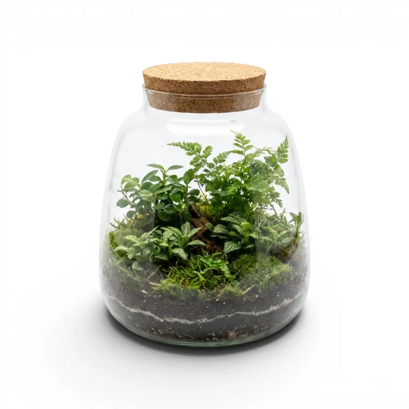 Glass jar Plant Puzzle with cork lid containing a small terrarium on a white background