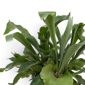 Close-up of Platycerium bifurcatum 'Netherlands' with forked grey-green antler-like fronds