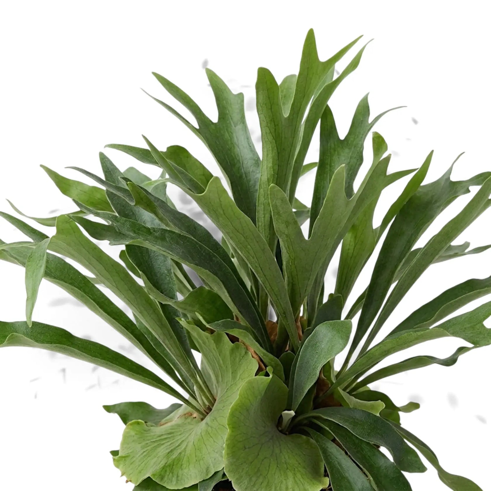 Leaf detail of Platycerium bifurcatum 'Netherlands' with branching grey-green fronds and rounded forks