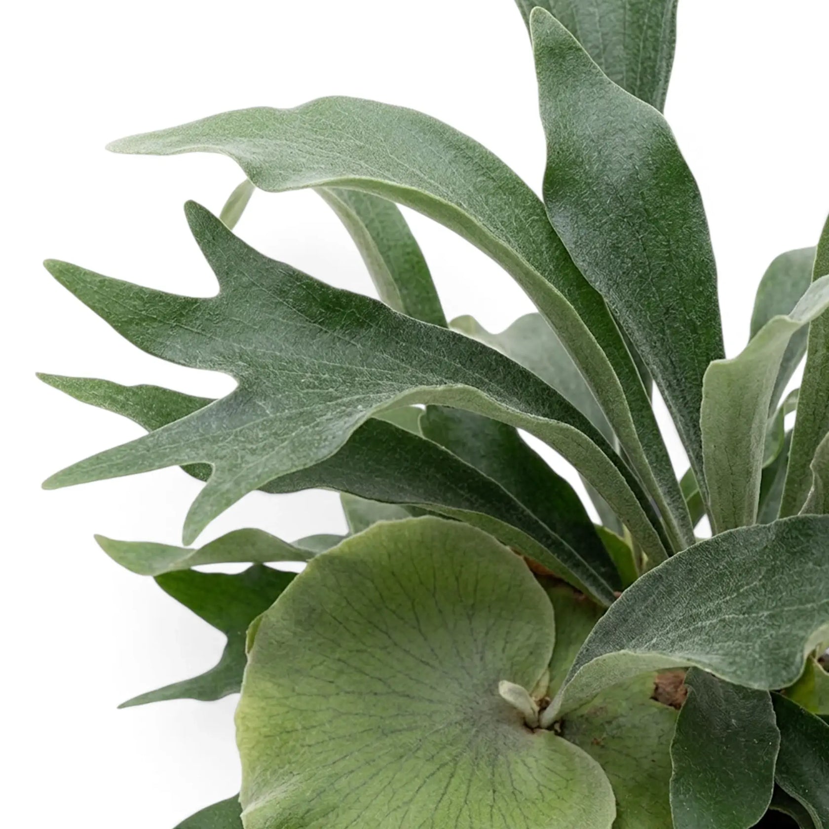 Close-up of Platycerium bifurcatum 'Netherlands' with rounded shield fronds and forked antler-like fronds