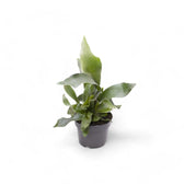 Platycerium bifurcatum 'Netherlands' potted plant in nursery pot on white background.