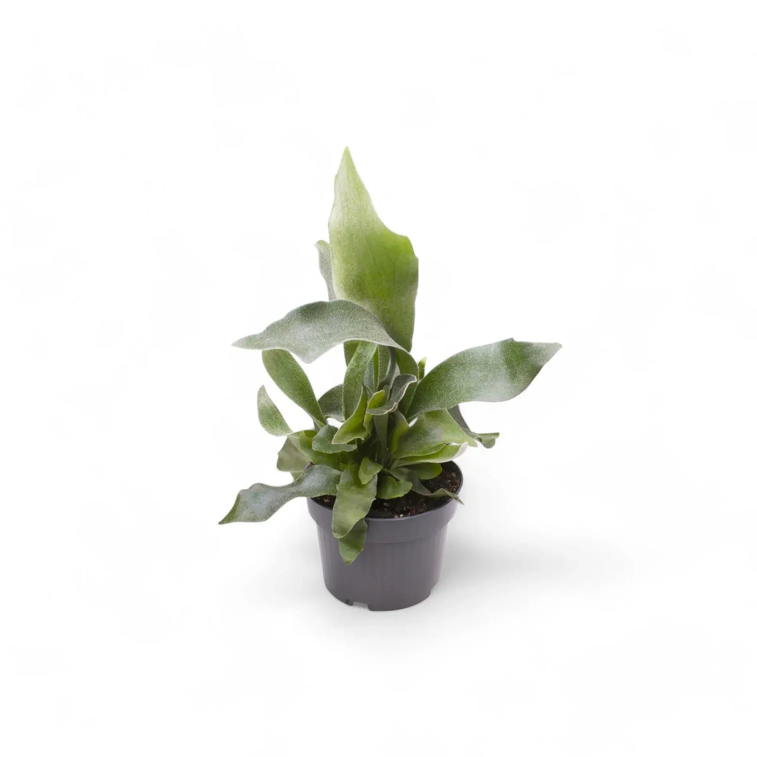 Platycerium bifurcatum 'Netherlands' potted plant in nursery pot on white background.