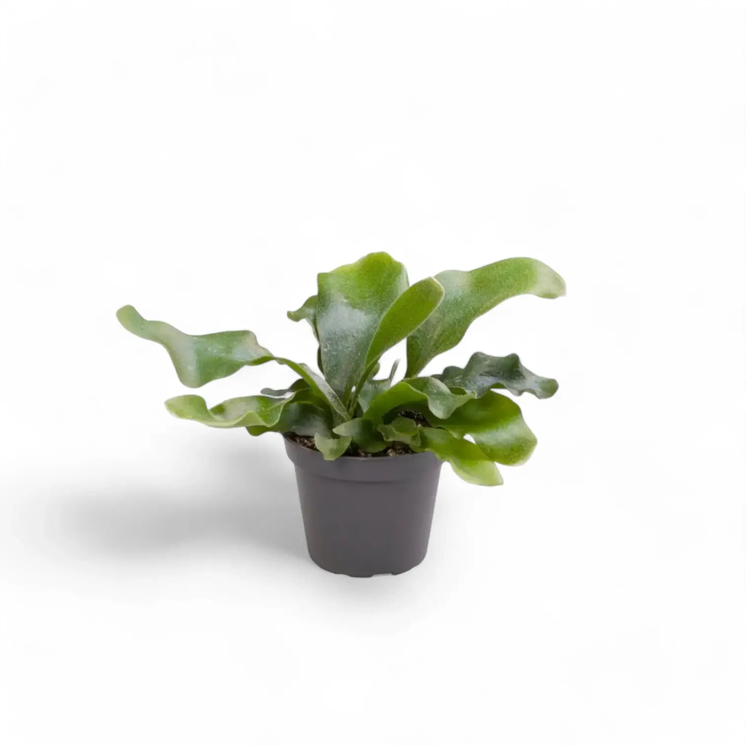 Platycerium bifurcatum 'Netherlands' potted plant in nursery pot on white background.