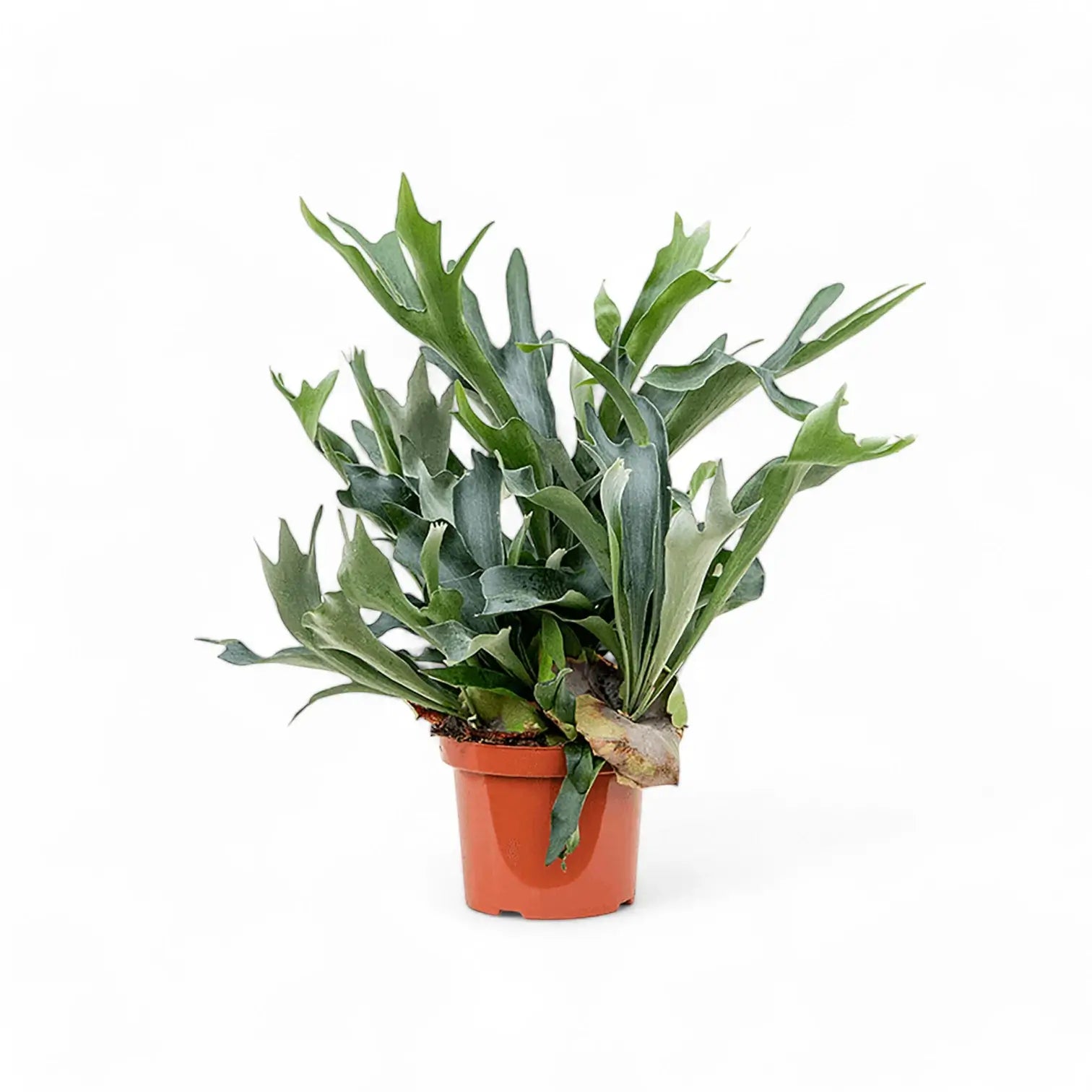 Platycerium bifurcatum 'Netherlands' potted plant in nursery pot on white background.