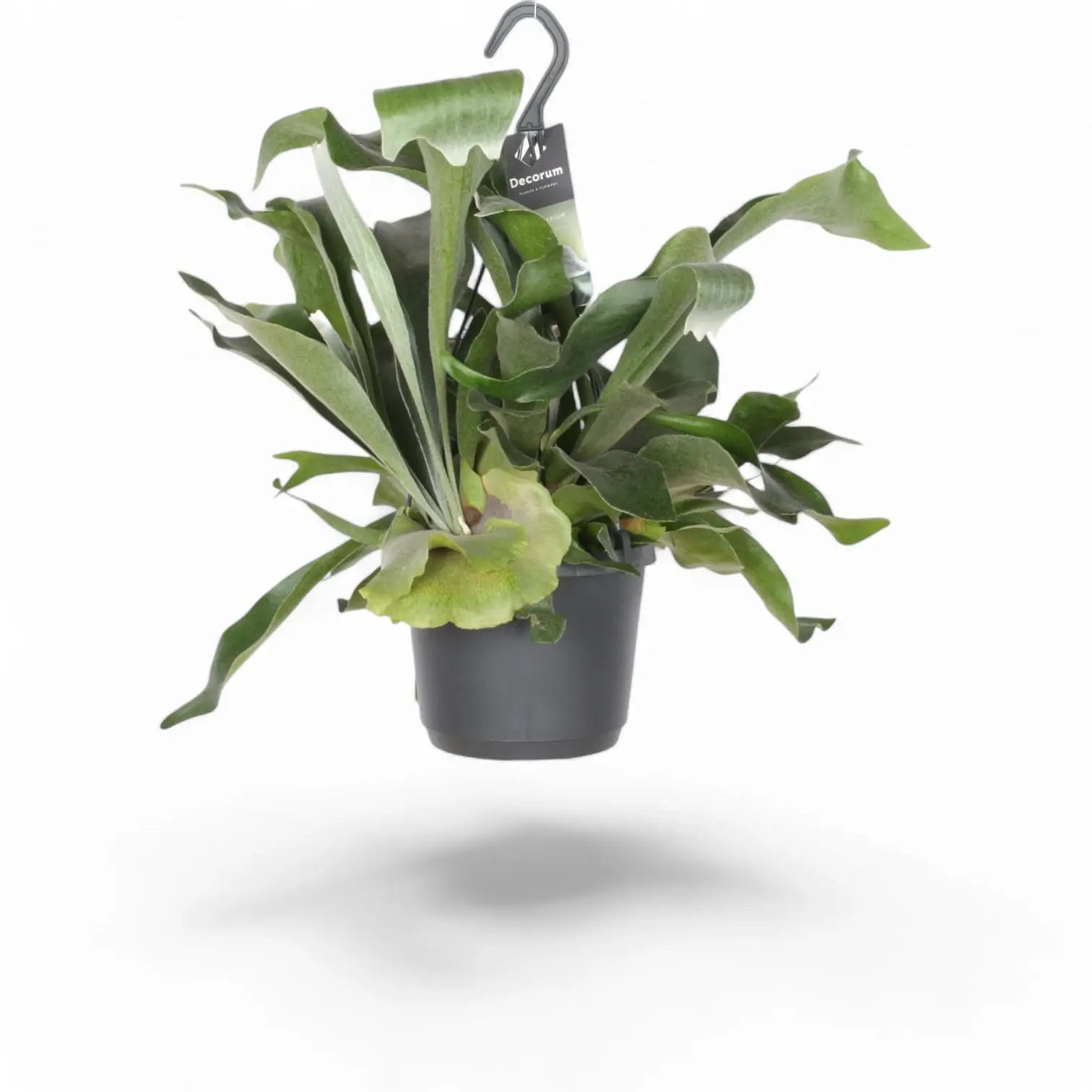 Platycerium bifurcatum 'Netherlands' potted plant in nursery pot on white background.