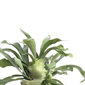 Platycerium bifurcatum 'Netherlands' potted plant in nursery pot on white background.