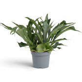 Platycerium bifurcatum 'Netherlands' in a nursery pot with arching antler-like fronds
