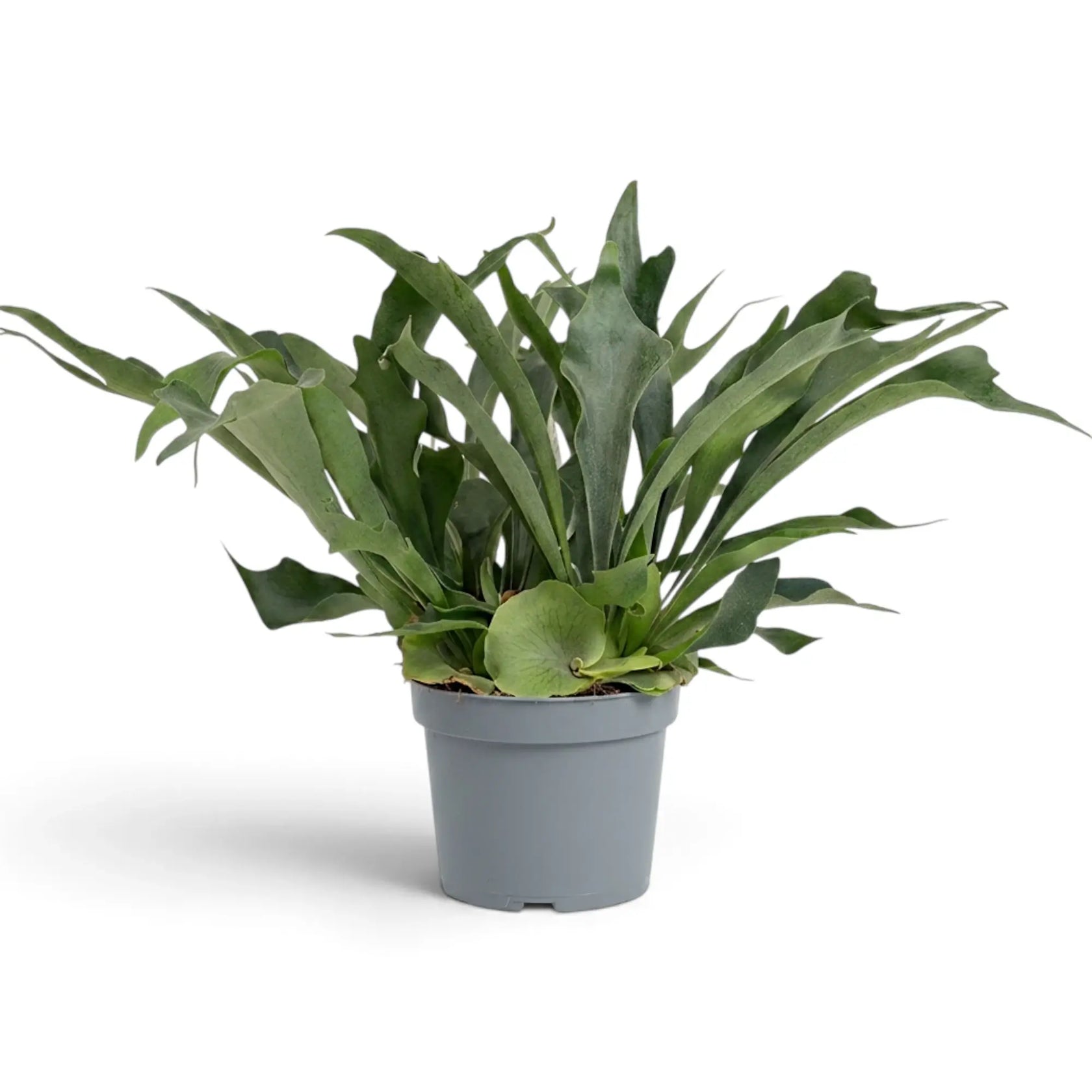 Platycerium bifurcatum 'Netherlands' in a nursery pot with arching antler-like fronds