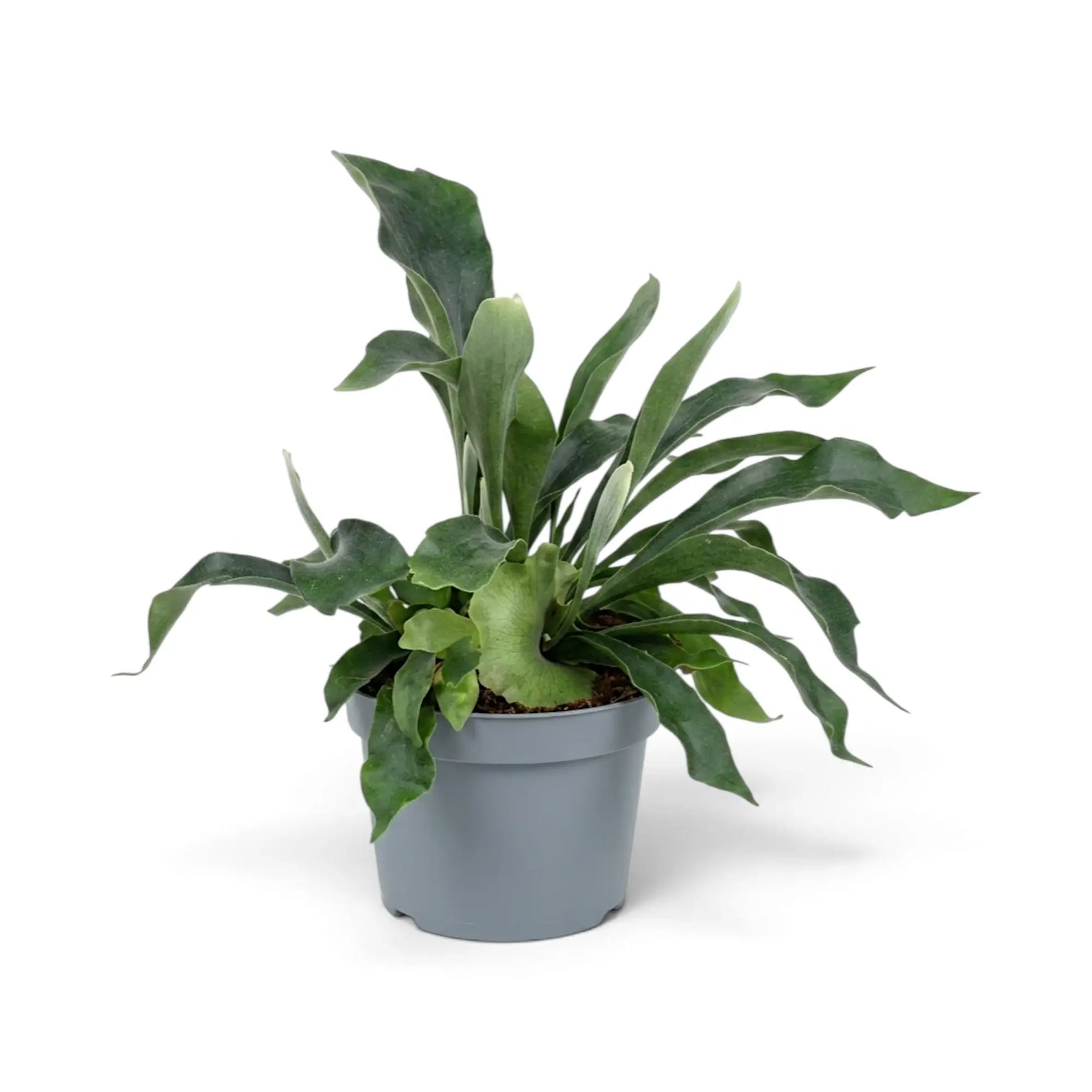 Platycerium bifurcatum 'Netherlands' in a nursery pot with layered grey-green fronds and forked tips