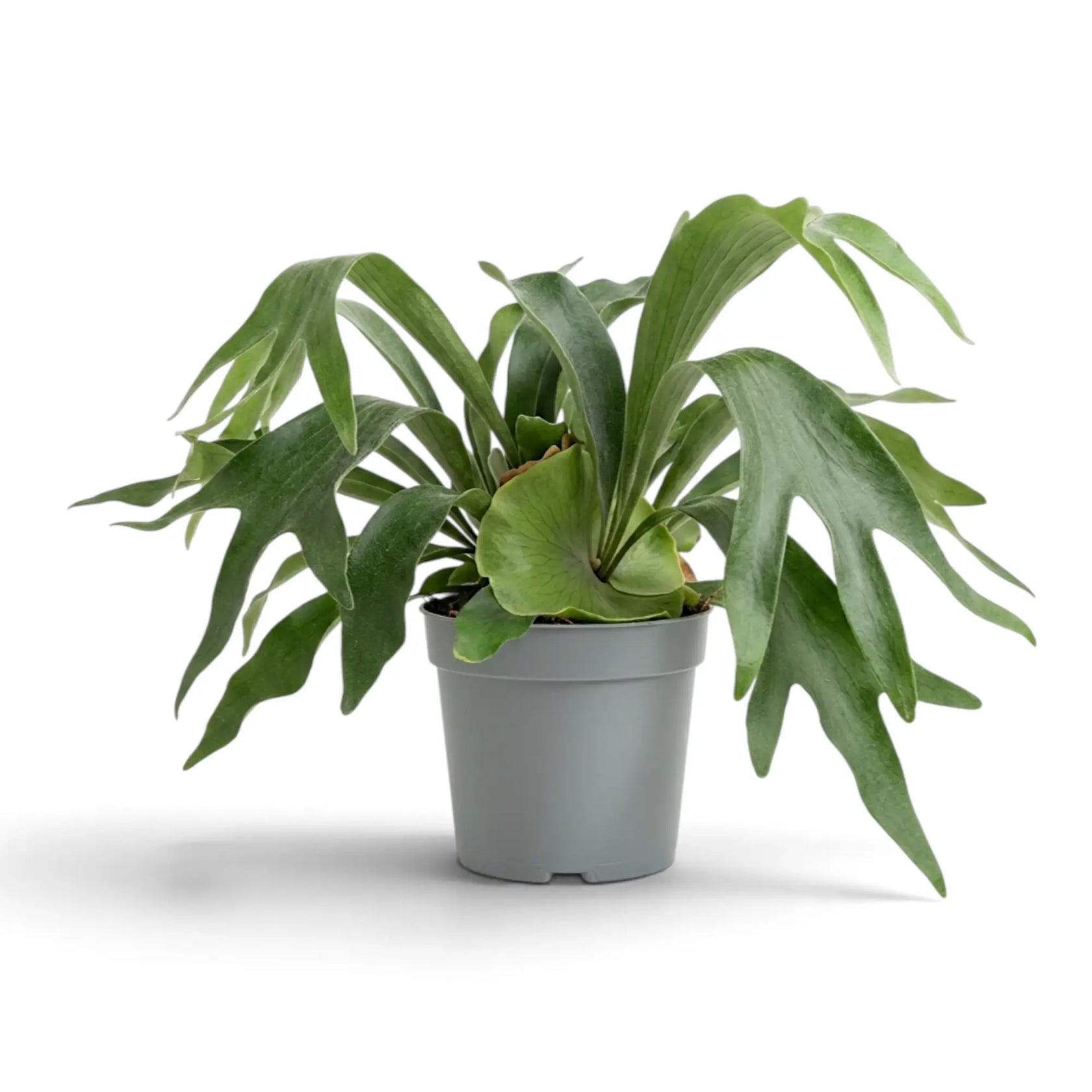Platycerium bifurcatum 'Netherlands' with a broad crown of spreading forked fronds