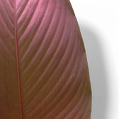 Pleiostachya pruinosa – Blattdetail vor weißem Hintergrund..