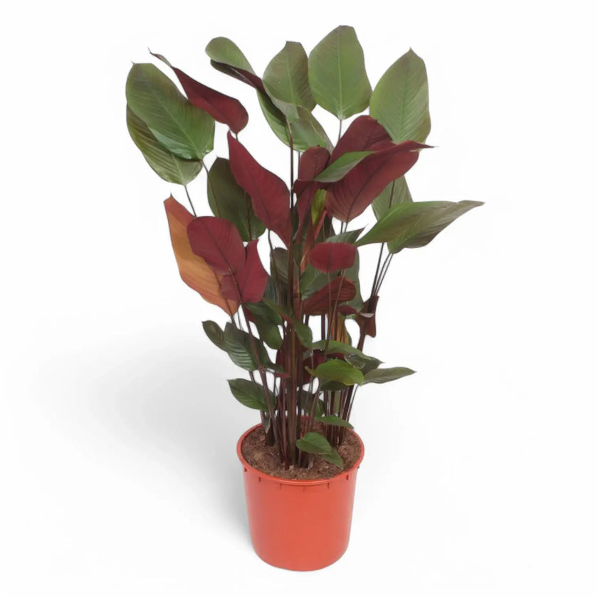 Pleiostachya pruinosa potted plant in nursery pot on white background.