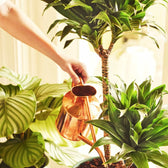 Pokon Houseplant Fertilizer Powder on white background.