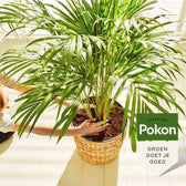 Pokon Palmenerde vor weißem Hintergrund, Produktfoto 2.