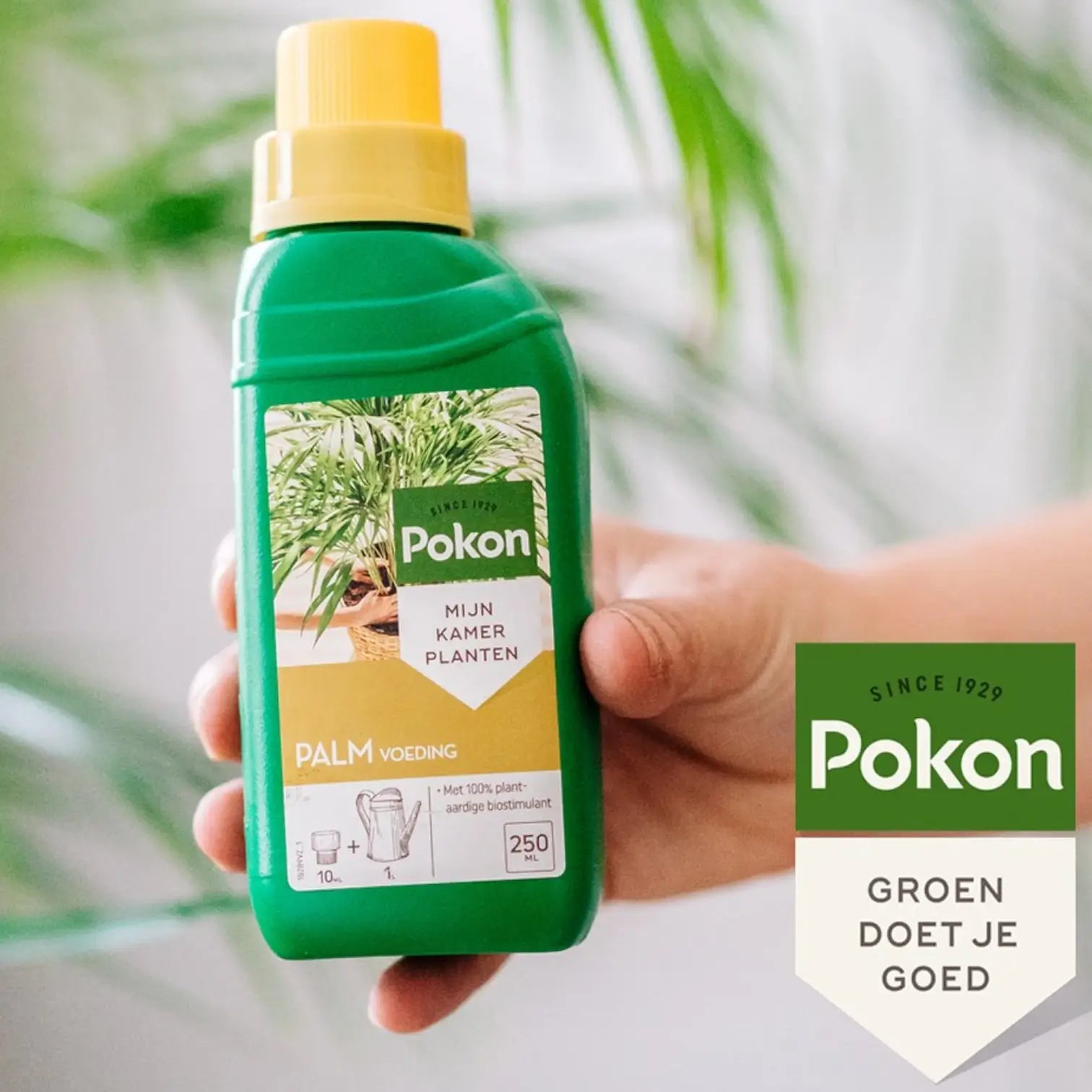 Pokon Palm Tree Food on white background.