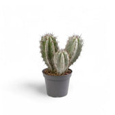 Polaskia chichipe potted plant in nursery pot on white background.