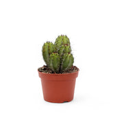 Polaskia chichipe potted plant in nursery pot on white background.