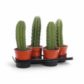 Polaskia chichipe potted plant in nursery pot on white background.