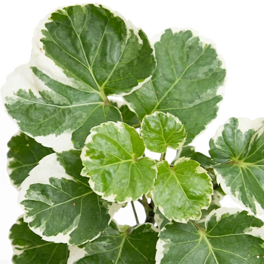 Close-up of layered green-and-cream Polyscias ‘Butterfly’ foliage