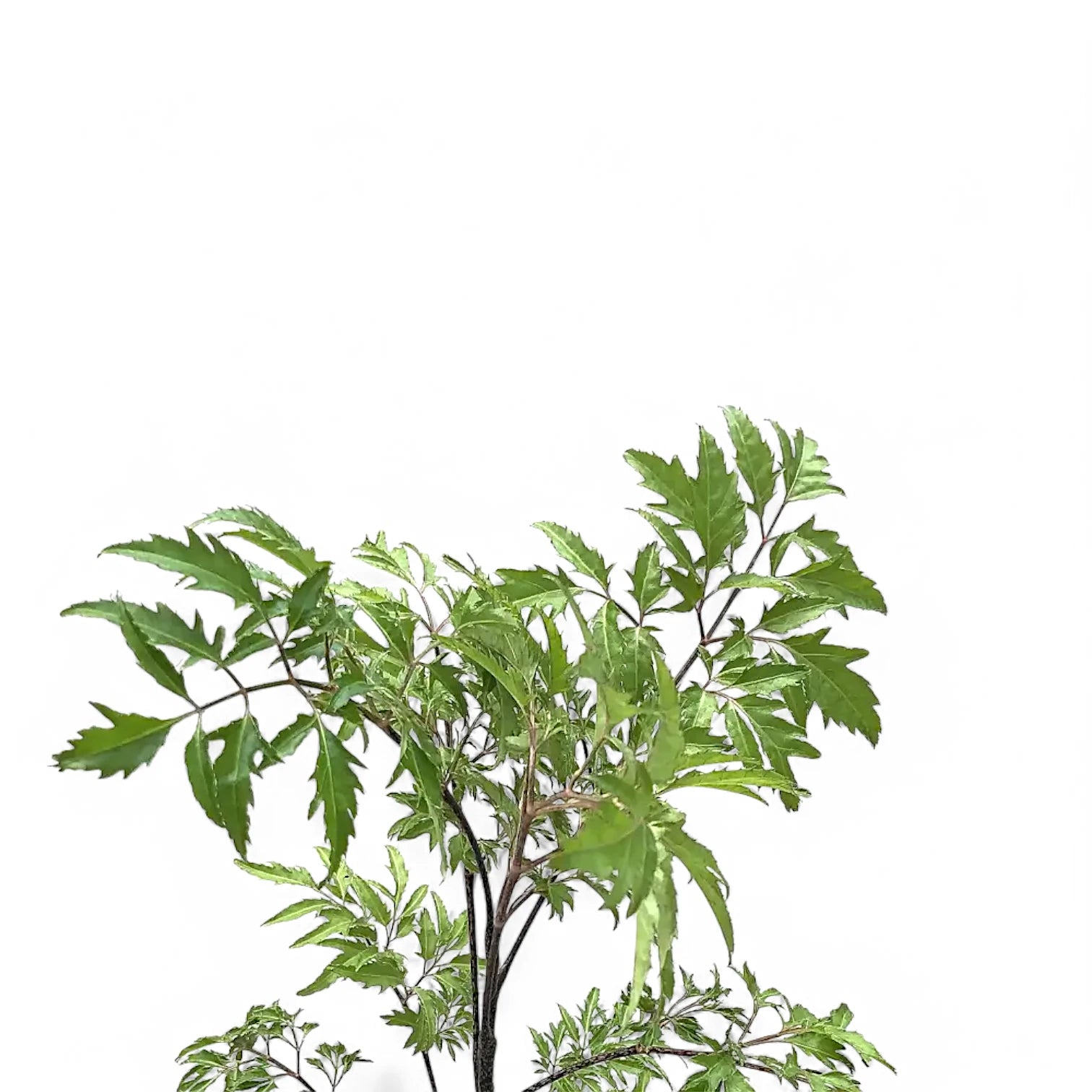 Nahaufnahme von Polyscias fruticosa 'Ming' ('Ming Aralia') vor weißem Hintergrund.