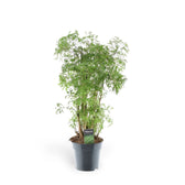 Polyscias fruticosa 'Ming' ('Ming Aralia') potted plant in nursery pot on white background.